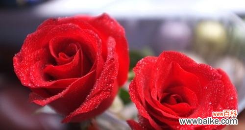 传递爱与热情的鲜花之选 大红色玫瑰的花语与象征意义