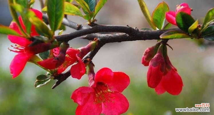 传承吉祥之气 大叶海棠的风水寓意与摆放位置