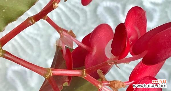 传承吉祥之气 大叶海棠的风水寓意与摆放位置