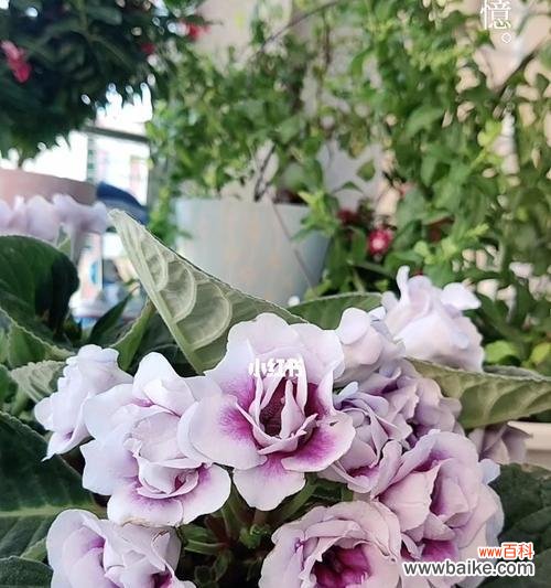 桐花语传递的希望与韧性 大岩桐花