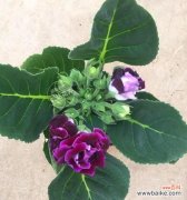 桐花语传递的希望与韧性 大岩桐花