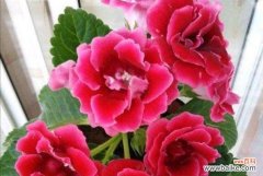 揭秘大岩桐花的吉祥象征及理想的摆放位置 大岩桐花的风水寓意与摆放位置