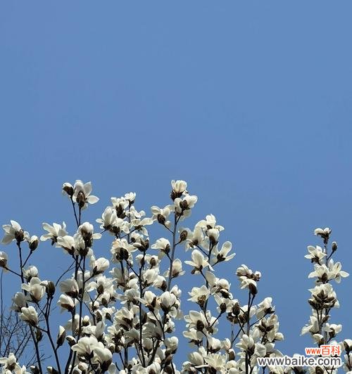 恋之终结 失落花园-代表不再爱的花