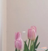 恋之终结 失落花园-代表不再爱的花