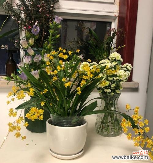 揭示植物中的情感与坚持 代表不舍的植物世界