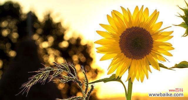 生命力无穷 坚韧不拔的花朵