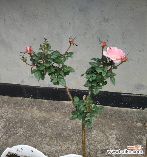 生命力无穷 坚韧不拔的花朵