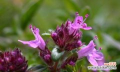 百里香 百里香的花语与意义