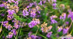 探索百里香的花语 百里香花语与人生智慧的启示