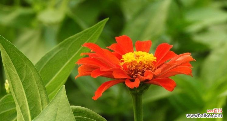 百日草花语之美——生命的蓬勃与奇迹