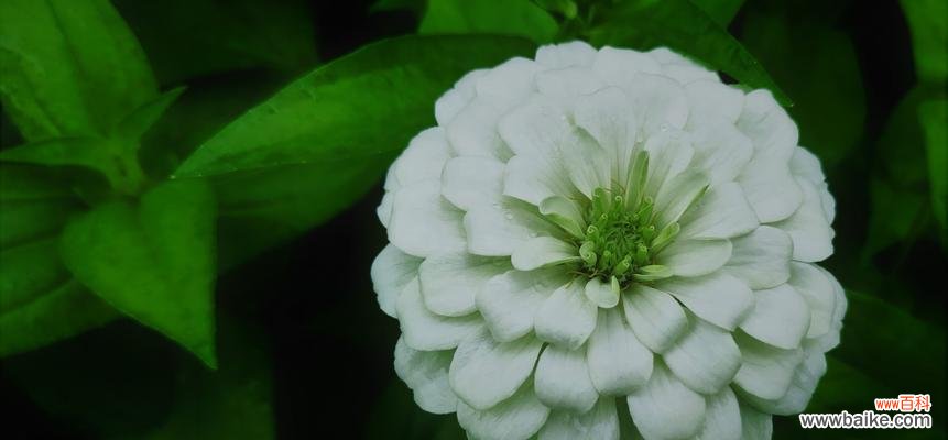 百日草花语之美——生命的蓬勃与奇迹