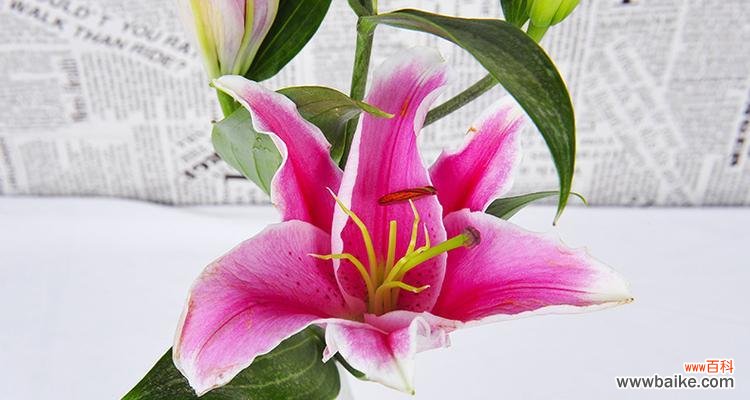 揭示百合花的各种象征及文化内涵 百合花的含义与象征