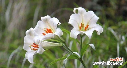 揭示百合花的各种象征及文化内涵 百合花的含义与象征