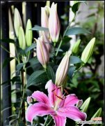 揭示百合花的各种象征及文化内涵 百合花的含义与象征