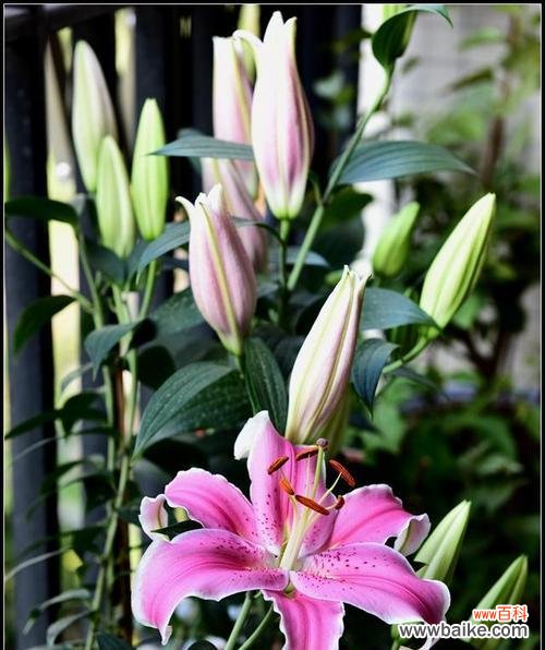 揭示百合花的各种象征及文化内涵 百合花的含义与象征