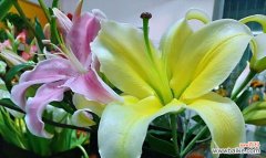 深入探索木本百合的内涵 木本百合的寓意与意义