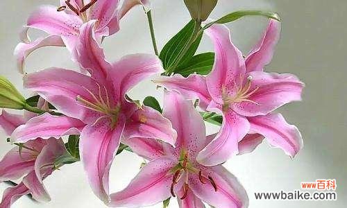 揭示白色百合所代表的纯洁 白色百合的花语与寓意