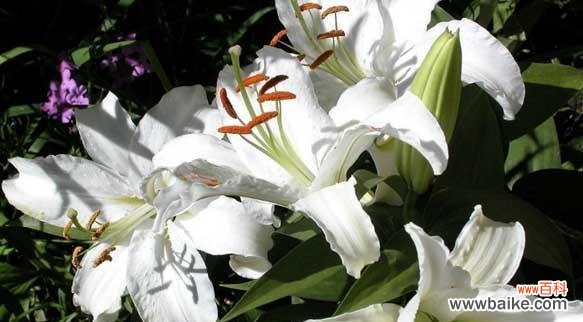 揭示白色百合所代表的纯洁 白色百合的花语与寓意