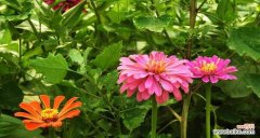 燃烧的勇气 百日草花语