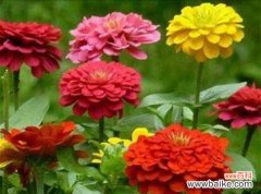 坚韧不拔·自强不息 百日菊花语——美丽绽放的坚持