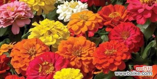 坚韧不拔·自强不息 百日菊花语——美丽绽放的坚持