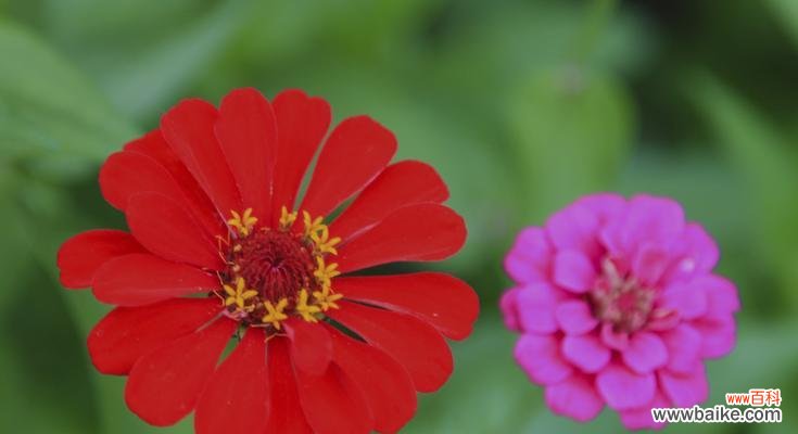 坚韧不拔·自强不息 百日菊花语——美丽绽放的坚持