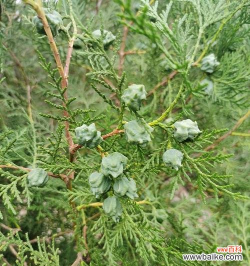 探寻柏树的生命哲学及美学价值 柏树的象征寓意与启示