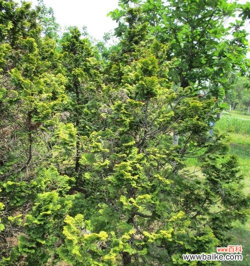 探寻柏树的生命哲学及美学价值 柏树的象征寓意与启示