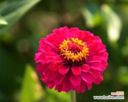 一朵花的倔强、一缕芬芳 百日菊语