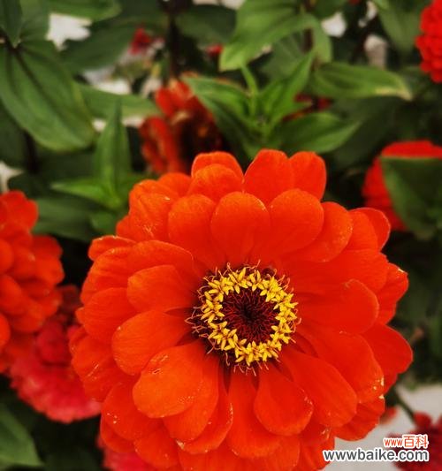 一朵花的倔强、一缕芬芳 百日菊语