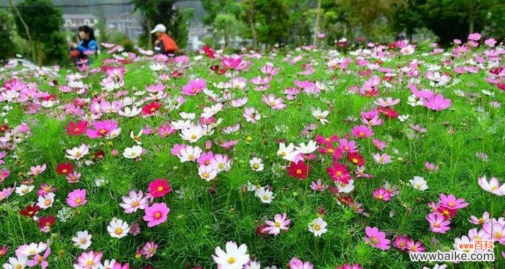 探寻薄雪草的美丽秘密 薄雪草的花语与寓意