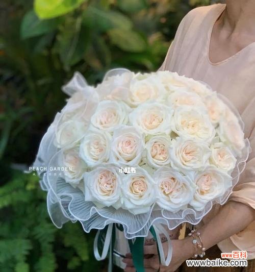 揭秘贝壳花的神秘语言 贝壳花的花语及含义