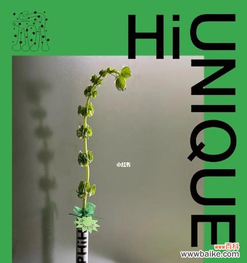 揭秘贝壳花的神秘语言 贝壳花的花语及含义