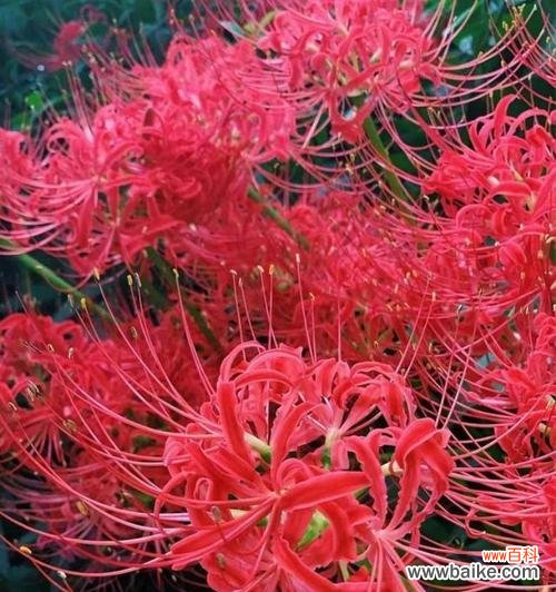 以彼岸花代表的爱情含义及象征意义 彼岸花