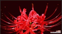 以彼岸花代表的爱情含义及象征意义 彼岸花