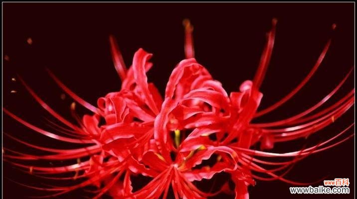 以彼岸花代表的爱情含义及象征意义 彼岸花