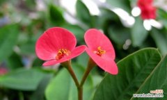 宝石花的花语与传说 宝石花