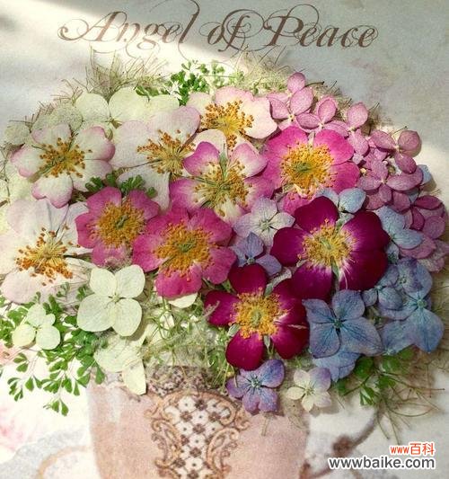 宝石花的花语与传说 宝石花