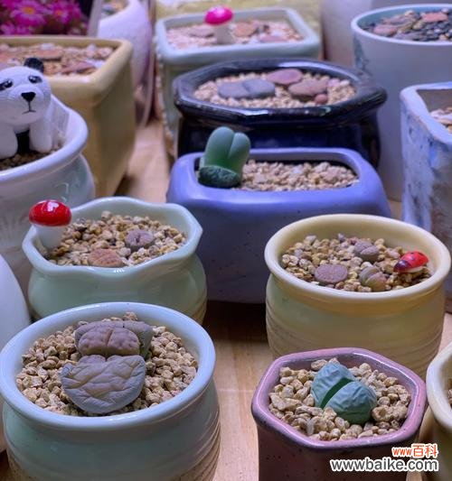 宝石花的花语与传说 宝石花