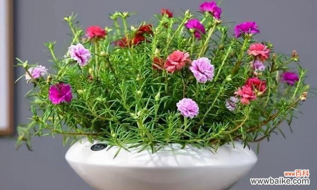 以代表爱情的植物为主题的浪漫故事 爱情花园中的植物盛开