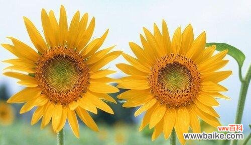 以代表爱情的植物为主题的浪漫故事 爱情花园中的植物盛开