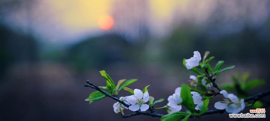 探索春天的丰富植物世界 春天的花朵灿烂绽放