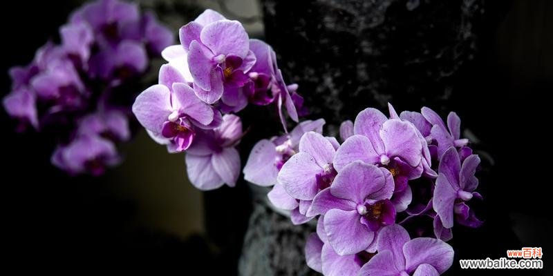 揭示爱情中的坚持与执着 代表痴情的植物