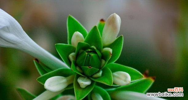 揭示爱情中的坚持与执着 代表痴情的植物