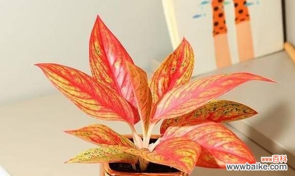 探索植物世界中的诚信品质 以代表诚信的植物为主题的文章