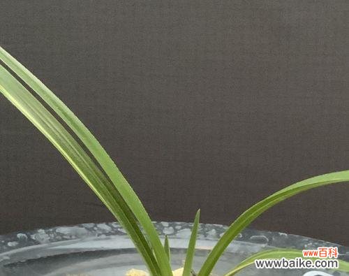 探索植物世界中的诚信品质 以代表诚信的植物为主题的文章