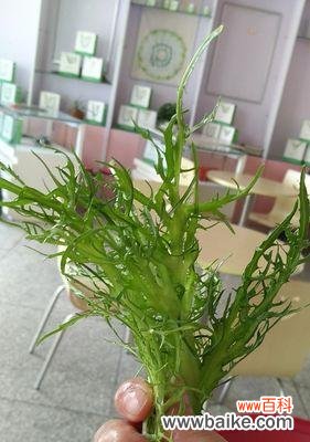 探寻象征财富的植物世界 财富之树