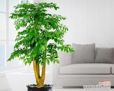 探寻象征财富的植物世界 财富之树