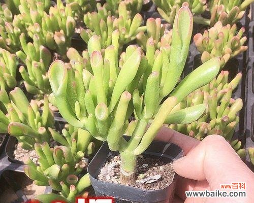 探寻象征财富的植物世界 财富之树