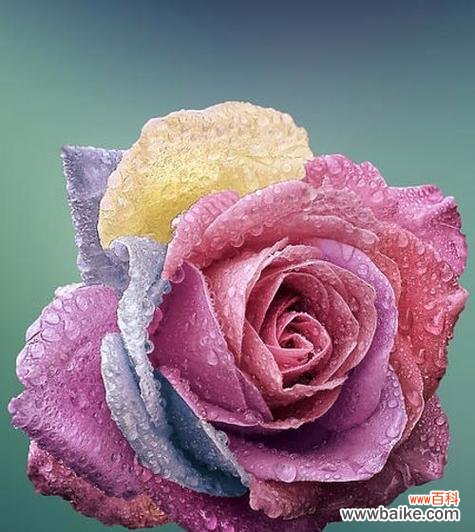 坚强独立的象征及其寓意 以代表独立自强的花